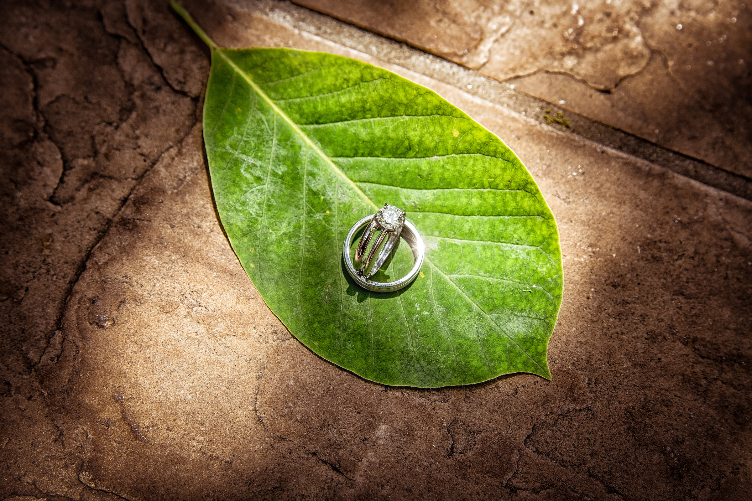 Wedding rings arranged on a green leaf